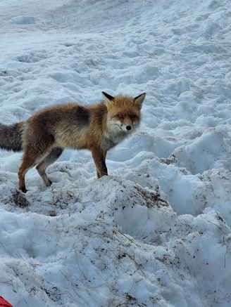 Bild 8 Olaf wartet schon